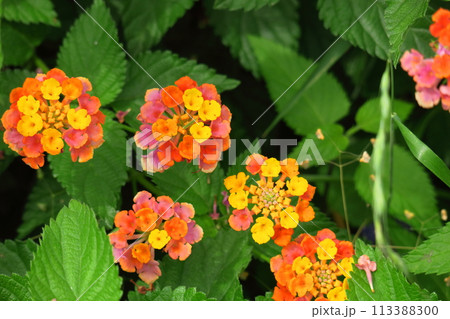 花色が変化する花 花色が変化する花 113388300