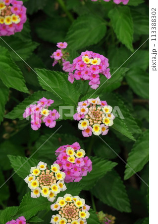 花色が変化する花 花色が変化する花 113388302