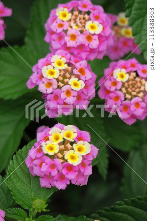 花色が変化する花 花色が変化する花 113388303