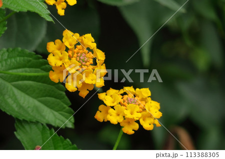 花色が変化する花 113388305