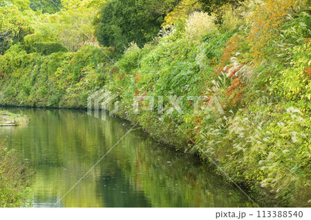 紅葉シーズンの姫路城中濠 / Himeji, Japan 紅葉シーズンの姫路城中濠 / Himeji, Japan 113388540