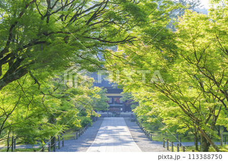 初夏の京都 早朝の南禅寺法堂 新緑が美しい参道 初夏の京都 早朝の南禅寺法堂 新緑が美しい参道 113388750