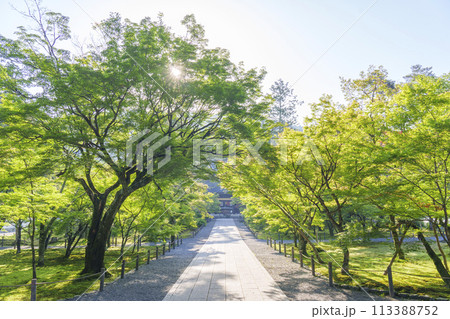 初夏の京都　早朝の南禅寺法堂　新緑が美しい参道 113388752