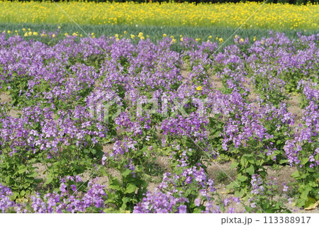 公園のムラサキハナナの花畑 公園のムラサキハナナの花畑 113388917