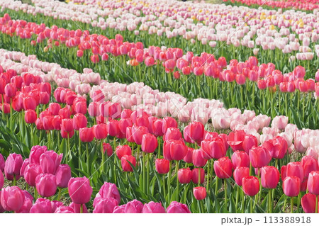満開のチューリップ畑　　 113388918
