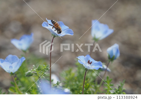 ネモフィラの花とミツバチ ネモフィラの花とミツバチ 113388924