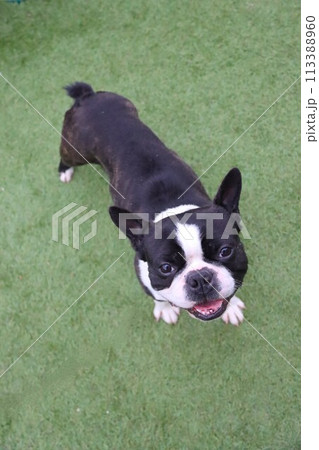 毛呂山町のドックランで笑顔で見上げるボストンテリアのマイティ君♡ 113388960