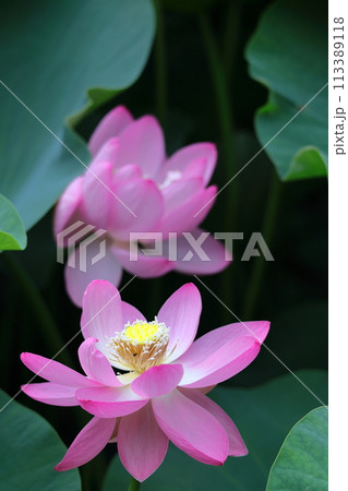 神聖な花 113389118