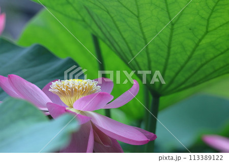 神聖な花 113389122