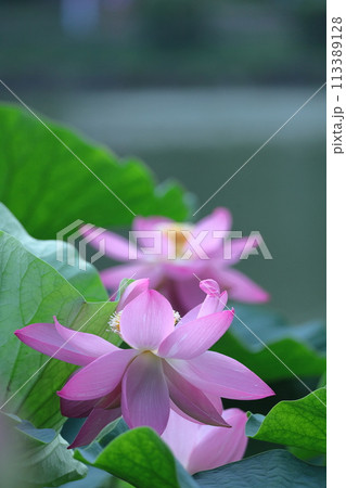 神聖な花 113389128