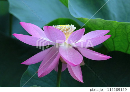 神聖な花 神聖な花 113389129