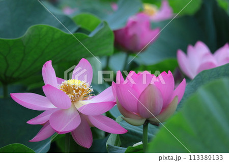 神聖な花 113389133