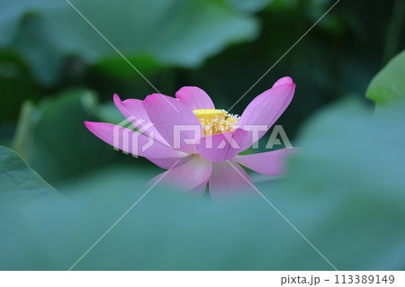 神聖な花 神聖な花 113389149