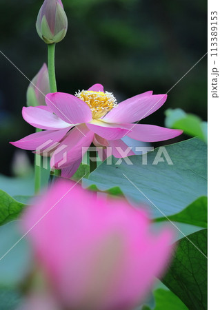 神聖な花 113389153