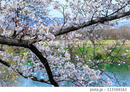 2024年春京都府八幡市背割り提の桜　宇治の流れと咲き始めた桜② 113389162