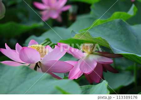 神聖な花 神聖な花 113389176
