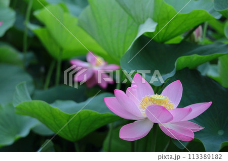 神聖な花 113389182