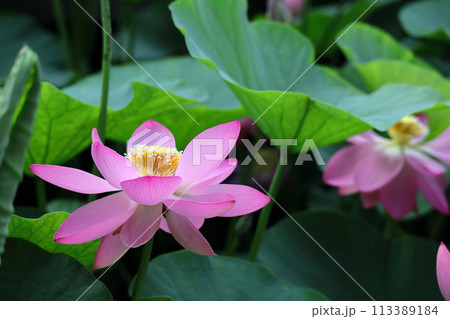 神聖な花 113389184