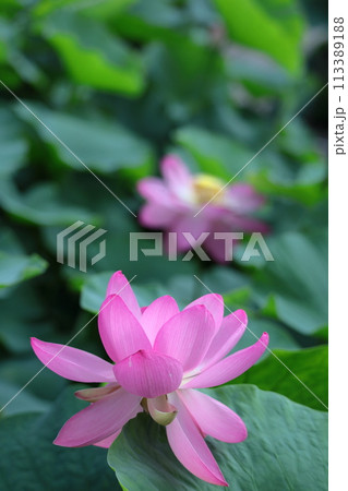 神聖な花 113389188