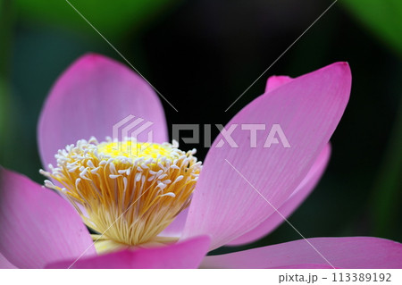 神聖な花 神聖な花 113389192