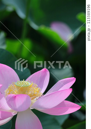 神聖な花 113389196