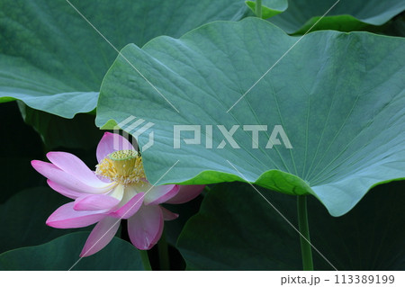 神聖な花 113389199