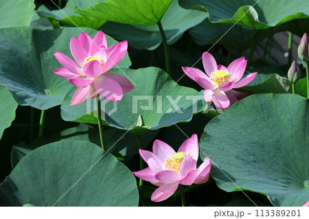 神聖な花 113389201