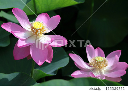 神聖な花 113389231