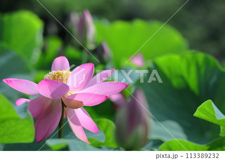 神聖な花 113389232