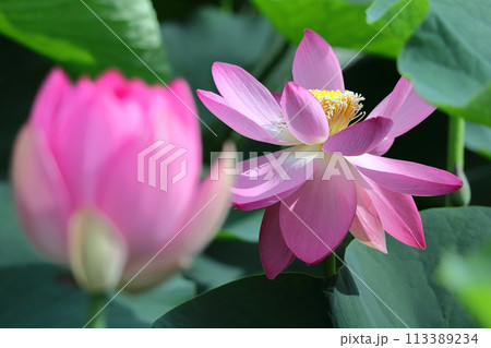 神聖な花 113389234