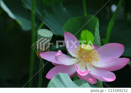神聖な花 神聖な花 113389252