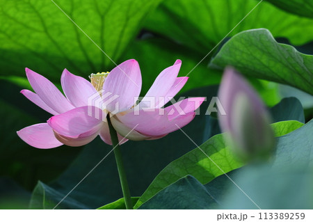 神聖な花 113389259