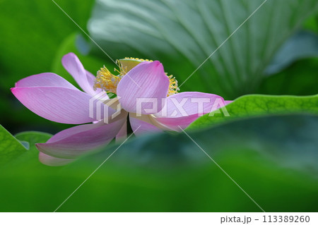神聖な花 113389260