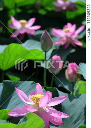 神聖な花 113389296