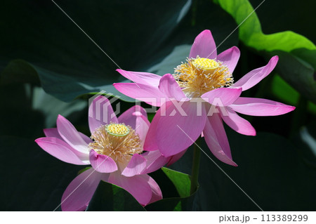 神聖な花 神聖な花 113389299