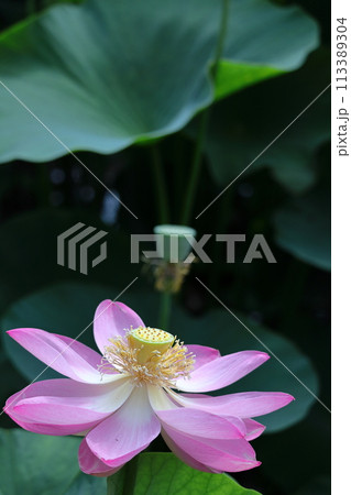 神聖な花 113389304