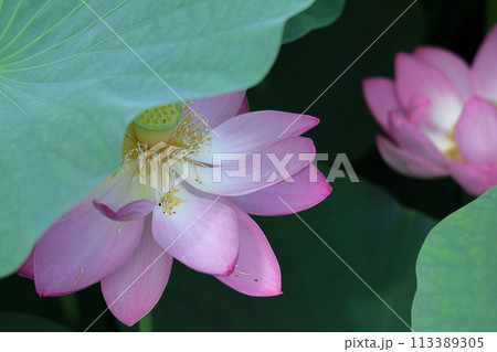 神聖な花 113389305