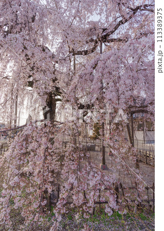春待桜【埼玉県神川町瑞巌寺】 113389375