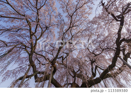 春待桜【埼玉県神川町瑞巌寺】 113389380