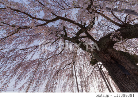 春待桜【埼玉県神川町瑞巌寺】 春待桜【埼玉県神川町瑞巌寺】 113389381