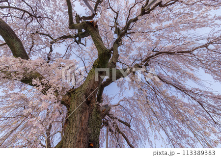 春待桜【埼玉県神川町瑞巌寺】 113389383