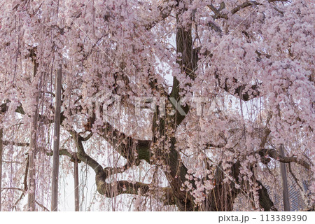 春待桜【埼玉県神川町瑞巌寺】 春待桜【埼玉県神川町瑞巌寺】 113389390