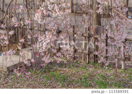春待桜【埼玉県神川町瑞巌寺】 春待桜【埼玉県神川町瑞巌寺】 113389391
