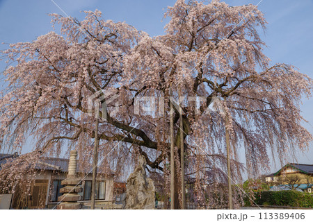 春待桜【埼玉県神川町瑞巌寺】 春待桜【埼玉県神川町瑞巌寺】 113389406