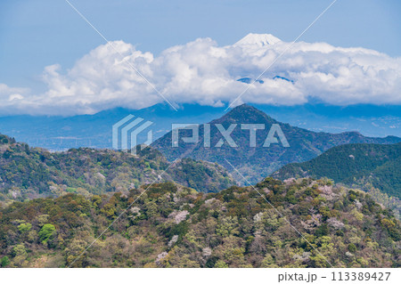 【静岡県】沼津アルプス・新緑の山中に点在する桜と雲間の現れた富士山 113389427
