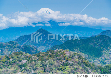 【静岡県】沼津アルプス・新緑の山中に点在する桜と雲間の現れた富士山 113389439