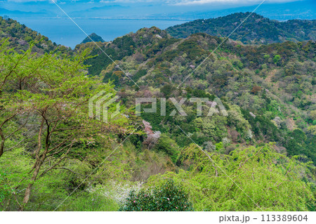 【静岡県】沼津アルプス・新緑の山中に点在する桜 113389604