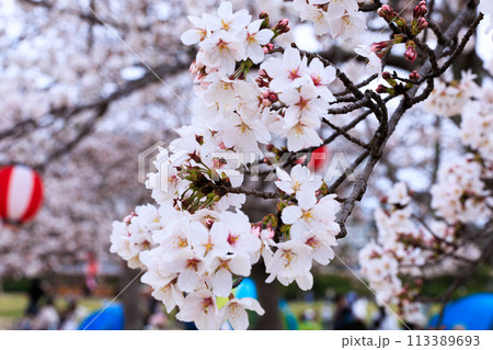 2024春けいはんな記念公園の桜 桜も咲き揃い薄紅色に包まれた公園 アップ 枝全体 広角 2024春けいはんな記念公園の桜 桜も咲き揃い薄紅色に包まれた公園 アップ 枝全体 広角 113389693