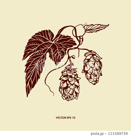 Hops plant, leaves and flowers. Hand drawn vector illustration in graphic style. Design of menus, wine and beer cards, labels, banners, leaflets. Hops plant, leaves and flowers. Hand drawn vector illustration in graphic style. Design of menus, wine and beer cards, labels, banners, leaflets. 113389739