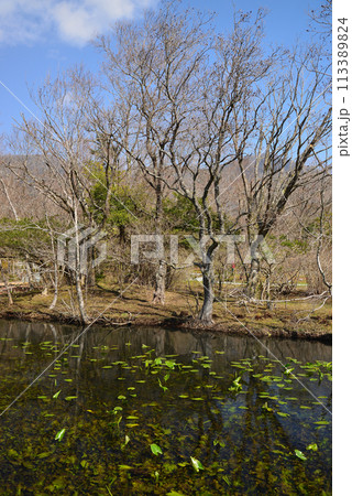 早春の箱根湿生花園 113389824